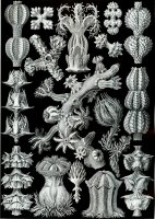 Gorgonida page from Haeckel
